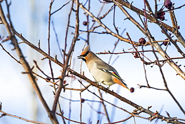 Close Up Of A Cedar Waxwing (Bombycilla Cedrorum) Bird On A Bare Branch Of A Crab Apple Tree With Blue Sky In The Background, Calgary, Alberta, Canada