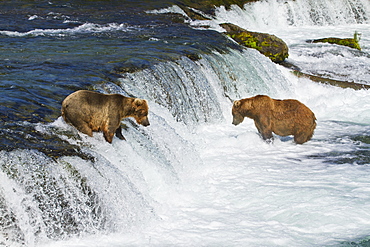 Brown Bears (Ursus Arctos) Fishing For Sockeye Salmon At Brooks Falls, Brooks River, Katmai National Park And Preserve, Southwest Alaska