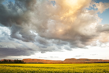 Sunset Over A Canola Field, Thunder Bay, Ontario, Canada