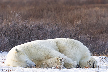 Polar Bear (Ursus Maritimus) Sleeping, Churchill, Manitoba, Canada