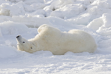 Polar Bear (Ursus Maritimus), Churchill, Manitoba, Canada