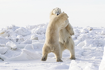 Polar Bears (Ursus Maritimus) Sparring On The Coast Of Hudson Bay, Churchill, Manitoba, Canada