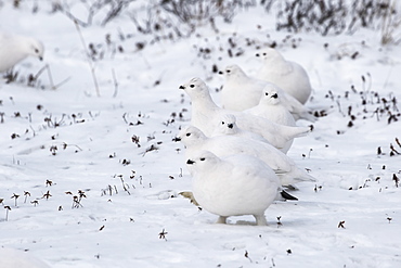 Ptarmigan (Lagopus), Churchill, Manitoba, Canada