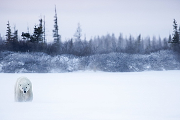 Polar Bear (Ursus Maritimus) Walking In A Blizzard, Churchill, Manitoba, Canada