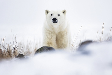 Polar Bear (Ursus Maritimus) In A Blizzard, Churchill, Manitoba, Canada