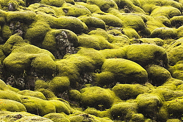 Moss Covered Lava, Iceland