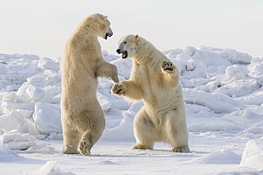 Polar Bears (Ursus Maritimus) Sparring On The Coast Of Hudson Bay, Manitoba, Canada