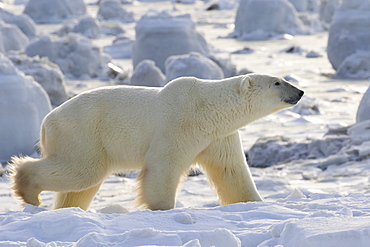 Polar Bear (Ursus Maritimus) Along The Hudson Bay Coast Waiting For The Bay To Freeze Over, Manitoba, Canada