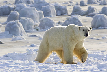 Polar Bear (Ursus Maritimus) Along The Hudson Bay Coast Waiting For The Bay To Freeze Over, Manitoba, Canada