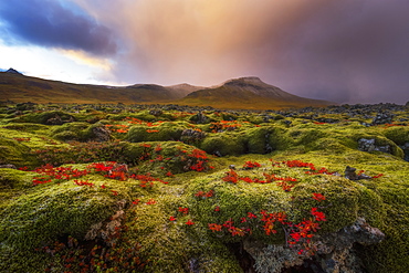 Moss Covered Lava Field At Sunrise, Snaefellsness Peninsula, Iceland