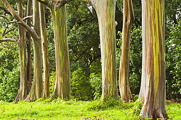 Eucalyptus Tree Grove On The Northeast Side Of Maui, Maui, Hawaii, United States Of America