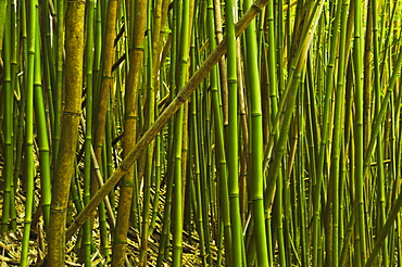 Bamboo Grove In Haleakala National Park, Maui, Hawaii, United States Of America