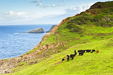 A Herd Of Cattle Graze Along The Northwestern Coast Of Maui, Maui, Hawaii, United States Of America