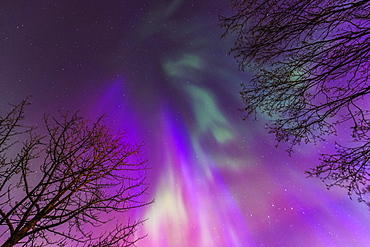 Green, Purple, And Pink Northern Lights Overhead, Anchorage, Southcentral Alaska