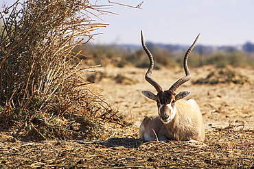 Wildlife In The Arava Valley, Jordan Valley, Israel