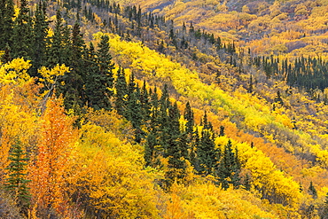 Colorful Autumn Foliage And Trees Along The Alaska Highway, Yukon Territory, Canada