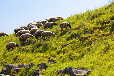 Sheep Grazing On The Hillside By The Sea Of Galilee, Israel