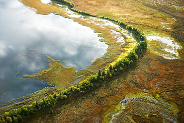 Aerial Of A Wall Of Trees That Separate A Lake And Wetlands In The Kvichak River Drainage, Bristol Bay Region, Southwest Alaska