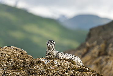 Harbor Seal Pup On Rock In Kukak Bay, Katmai National Park And Preserve, Alaska