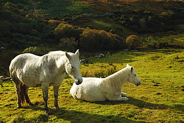 White Horses In Connemara National Park, County Galway, Ireland