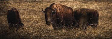 Bison (Bison Bison Athabascae) Grazing, Elk Island National Park, Alberta, Canada