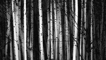 Forest Of Birch Trees, Alberta, Canada