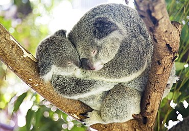 Mother And Baby Koala Bears (Phascolarctos Cinereus) Cuddled Up In A Tree, Noosa, Queensland, Australia