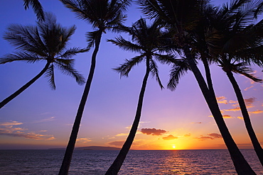 Silhouetted Palm Trees At Sunset, Wailea, Maui, Hawaii, United States Of America