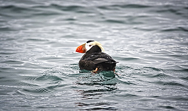 A Tufted Puffin Swims In The Waters At A Seabird Rookery Near Gull Island, Kachemak Bay, Southcentral Alaska