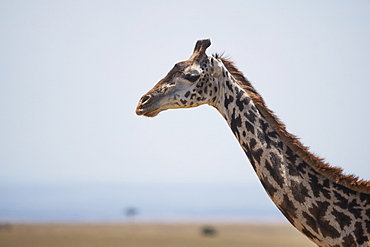 A Giraffe (Giraffa Camelopardalis) Stretches Out Its Head And Neck On The African Savannah In The Sunshine With A Couple Of Small Acacia Trees In The Background, Narok, Kenya