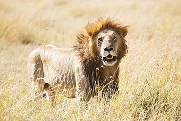 A Male Lion (Panthera Leo) Standing In The Grass On The African Savannah With His Mouth Slightly Open As He Starts To Yawn, Narok, Kenya