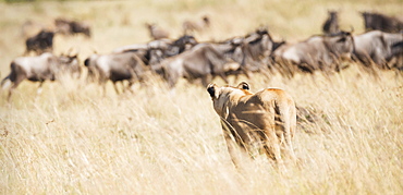 A Lioness (Panthera Leo) Seen From Behind Confronts A Group Of Wildebeest On The African Savannah, The Five Wildebeest Stand Looking At Her Warily, Narok, Kenya