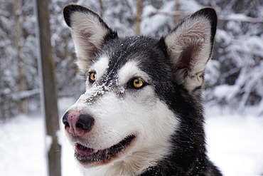 Portrait Of A Dog With Snow On It's Fur, Alaska, United States Of America
