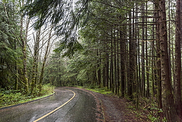 Wet Road Through A Forest, British Columbia, Canada