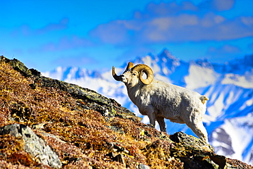 A Full Curl Dall Sheep Ram Standing On Mount Margaret With Fang Mountain In The Background, Denali National Park And Preserve, Interior Alaska, Spring