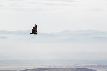 Eagle Flying By The David Gareja Monastery Complex, Kakheti, Georgia