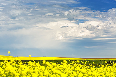 Flowering Canola Field With Dark Storm Clouds And Cattle Grazing, Nanton, Alberta, Canada