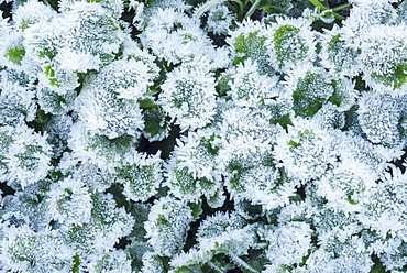 A Macro Photo Of Ice Crystals On A Ground Cover Plant, Western Washington, Washington, United States Of America