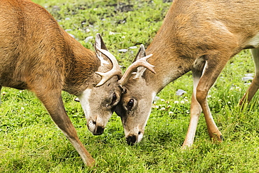 Sitka Black-Tailed Deer (Odocoileus Hemionus Sitkensis), Captive At The Alaska Wildlife Conservation Center, Portage, Alaska, United States Of America