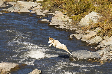 Dall Ram (Ovis Dalli) Makes A Long Jump Across The Savage River In Late Summer, Denali National Park And Preserve, Alaska, United States Of America