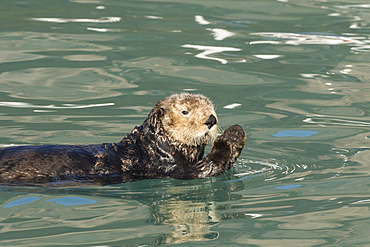 Sea Otter (Enhydra Lutris), Seward Small Boat Harbor, South-Central Alaska, Seward, Alaska, United States Of America