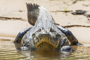 Yacare Caiman (Caiman Yacare) On Muddy Shore Facing Camera, Mato Grosso Do Sul, Brazil