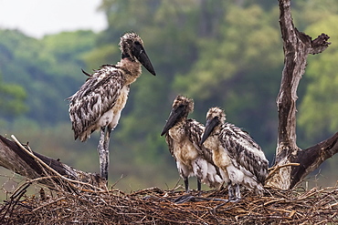 Three Juvenile Jabiru Storks (Jabiru Mycteria) Standing In Nest, Mato Grosso Do Sul, Brazil