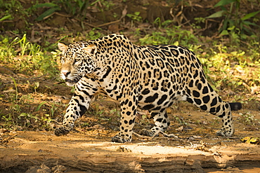 Jaguar (Panthera Onca) Prowling Beside River In Dappled Sunlight, Mato Grosso Do Sul, Brazil