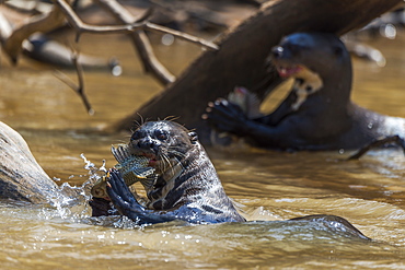 Giant River Otters (Pteronura Brasiliensis) Chewing Fish In River, Mato Grosso Do Sul, Brazil