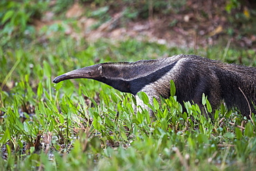 Giant Anteater (Myrmecophaga Tridactyla) Drinking From Pond With Lilies, Mato Grosso Do Sul, Brazil