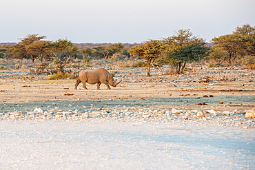 A Rhinoceros Is Crossing Savanna Woodlands Of Etosha National Park During Sunset, Namibia