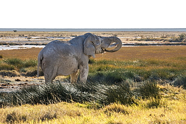 An Old Namibian Elephant (Loxodonta Africana) Is Taking A Bath And Drinking Water In Etosha National Park, Namibia