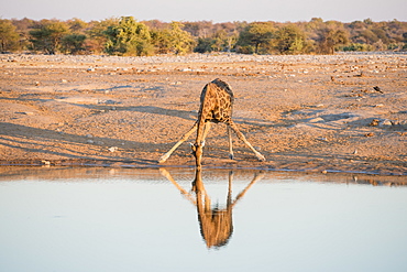 A Namibian Giraffe (Giraffa Giraffa Angolensis) Is Drinking Water In A Funny Manner During Sunset In Etosha National Park, Namibia