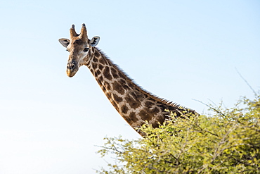 Close Up View Of Namibian Giraffe (Giraffa Giraffa Angolensis) Head Rising Above Green Tree Top At Savanna Woodlands Of Etosha National Park, Namibia